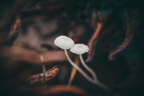 Les champignons : un matériau fantastique, fonctionnel et futuriste
