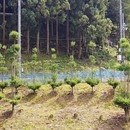 Le Daisugi : une technique millénaire pour optimiser la production de bois
